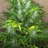 Семки Auto UK Cheese feminised Ganja Seeds