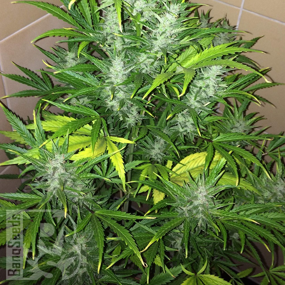 Семки Auto UK Cheese feminised Ganja Seeds