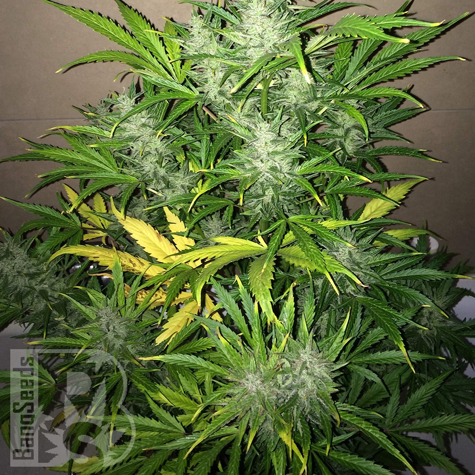 Семена  Auto UK Cheese feminised Ganja Seeds