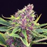 Семена  Purple OG feminised Ganja Seeds