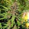 Семена  Purple OG feminised Ganja Seeds