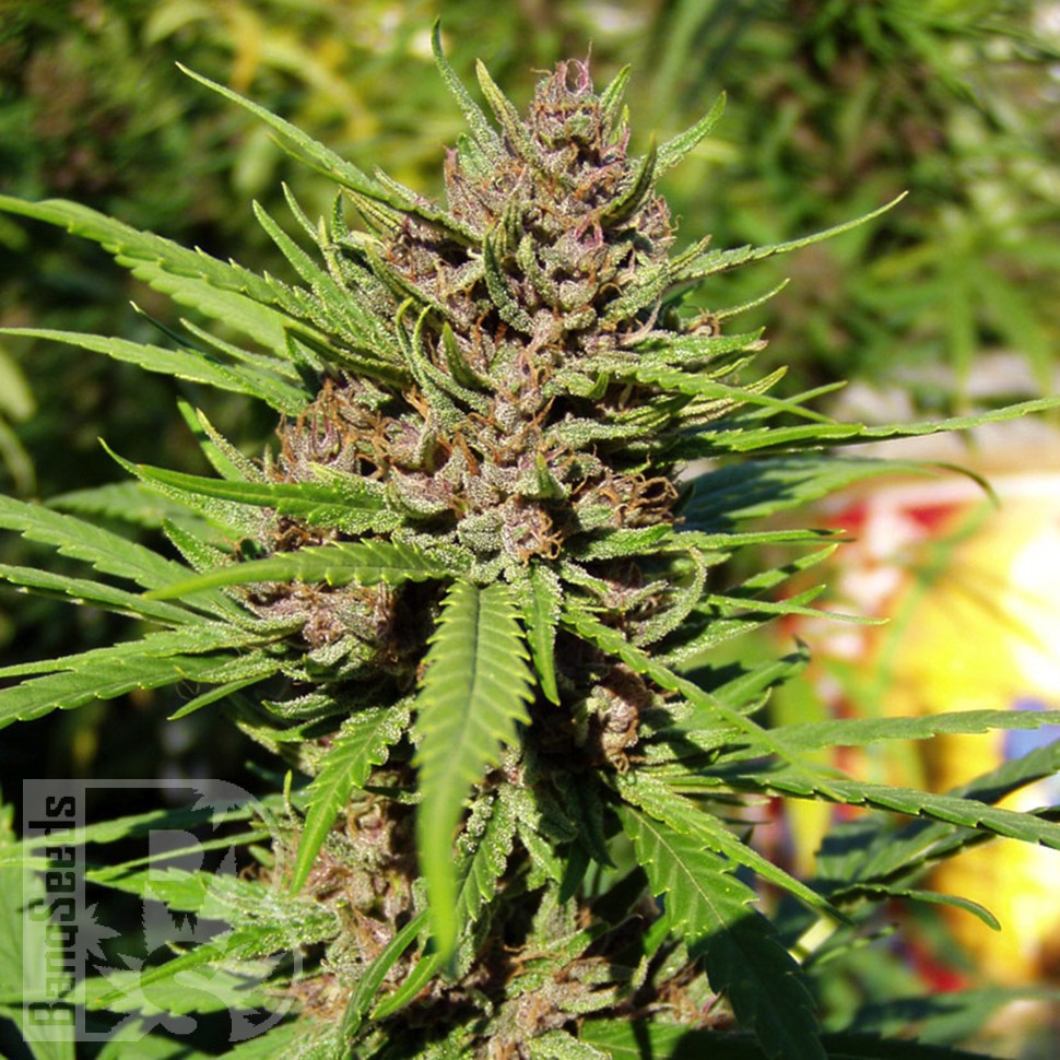 Семена  Purple OG feminised Ganja Seeds