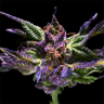 Семена  Purple OG feminised Ganja Seeds