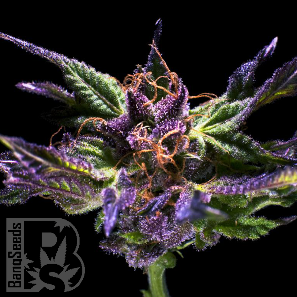 Семена  Purple OG feminised Ganja Seeds