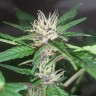 Семена  Purple OG feminised Ganja Seeds