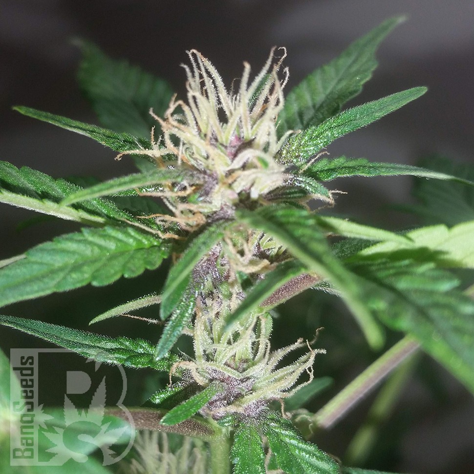 Семена  Purple OG feminised Ganja Seeds