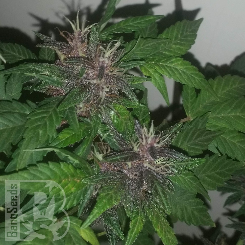 Семена  Purple OG feminised Ganja Seeds