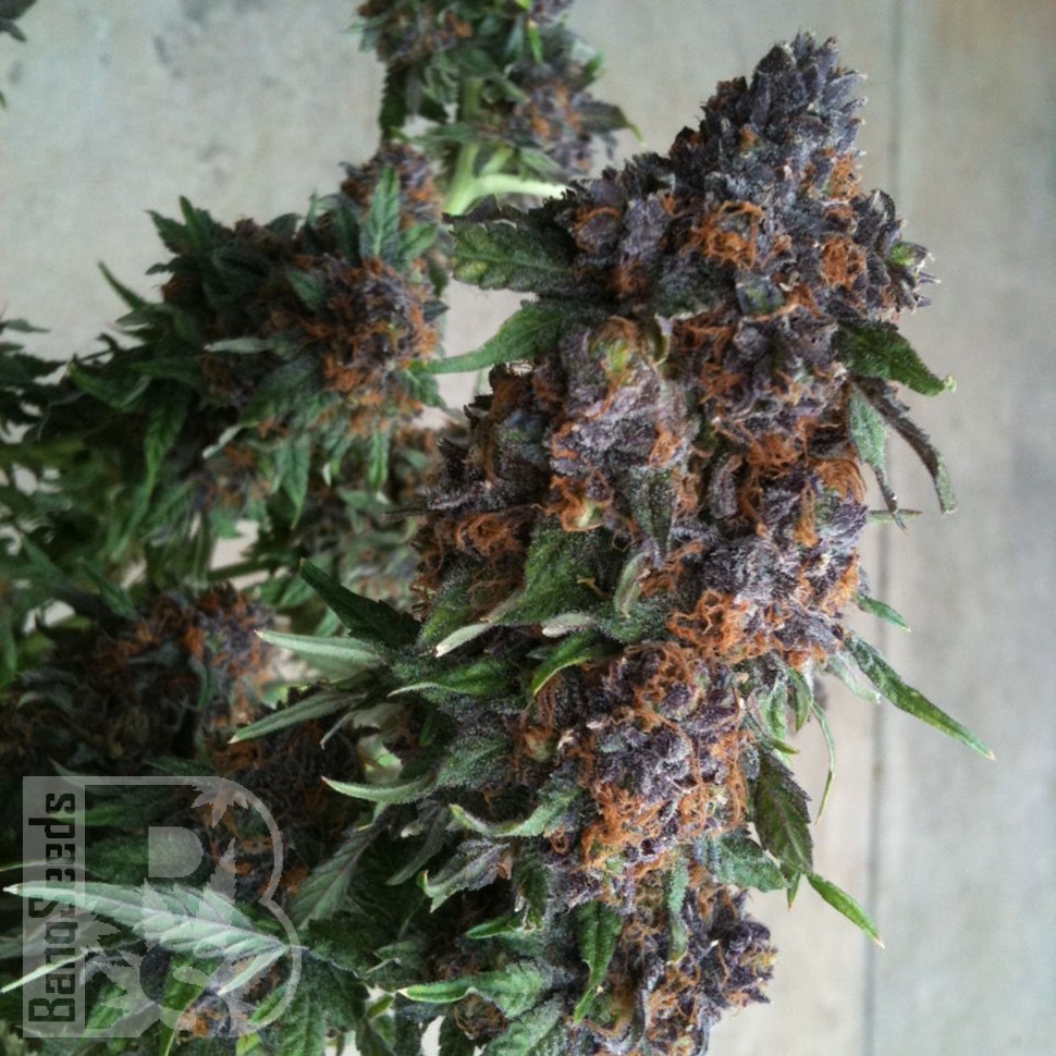 Семена  Purple OG feminised Ganja Seeds