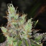 Семена  Purple OG feminised Ganja Seeds