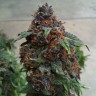 Семена  Purple OG feminised Ganja Seeds