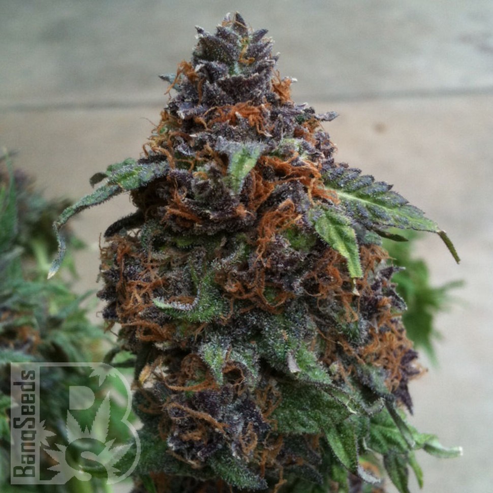 Семена  Purple OG feminised Ganja Seeds