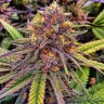 Семена  Purple OG feminised Ganja Seeds