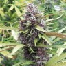 Семена  Purple OG feminised Ganja Seeds