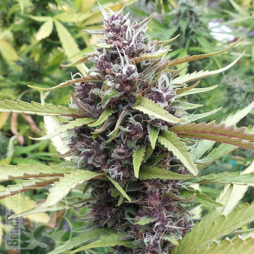 Семена  Purple OG feminised Ganja Seeds