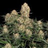 Семена каннабиса  Wembley feminised Ganja Seeds