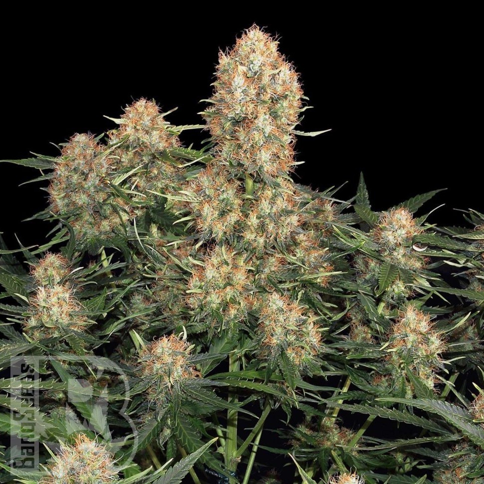 Семена каннабиса  Wembley feminised Ganja Seeds