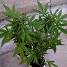 Семена Auto Vertigo feminised Ganja Seeds