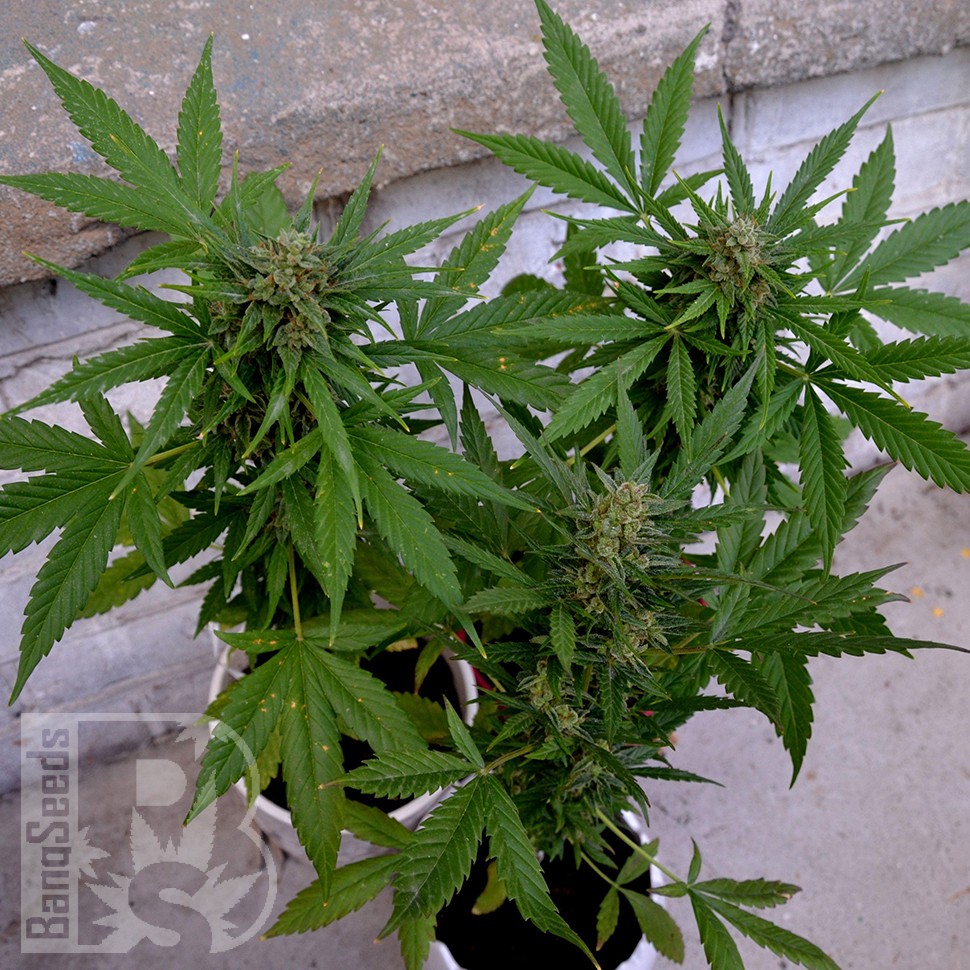 Семена Auto Vertigo feminised Ganja Seeds