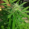 Auto Vertigo feminised Ganja Seeds семена купить