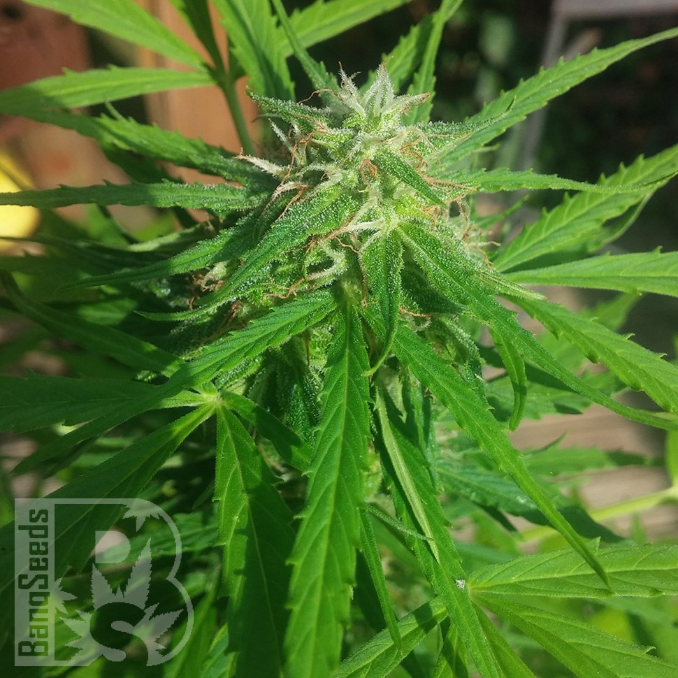 Auto Vertigo feminised Ganja Seeds семена купить