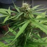 Конопля Auto Vertigo feminised Ganja Seeds