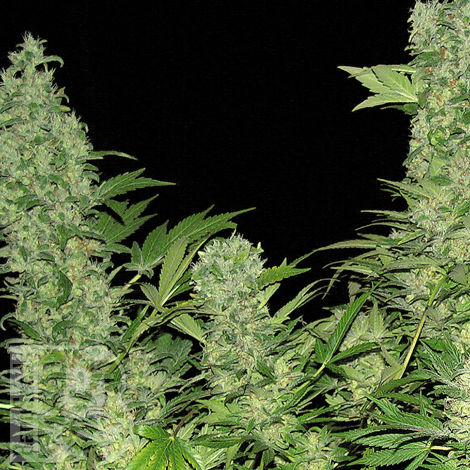 Семена ганжа  Auto Vertigo feminised Ganja Seeds