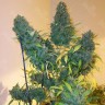 Семена ганжа  Auto Vertigo feminised Ganja Seeds