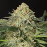 семена марихуаны в Алматы Amnesia Lemon regular Ganja Seeds