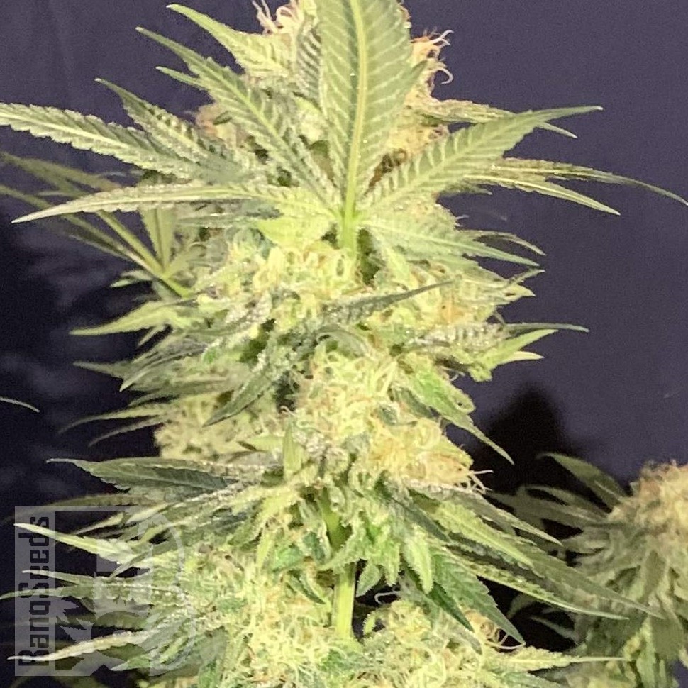 Семена  Amnesia Lemon regular Ganja Seeds