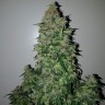 семена конопли Алма-Ата Auto Big Angel feminised Victory Seeds