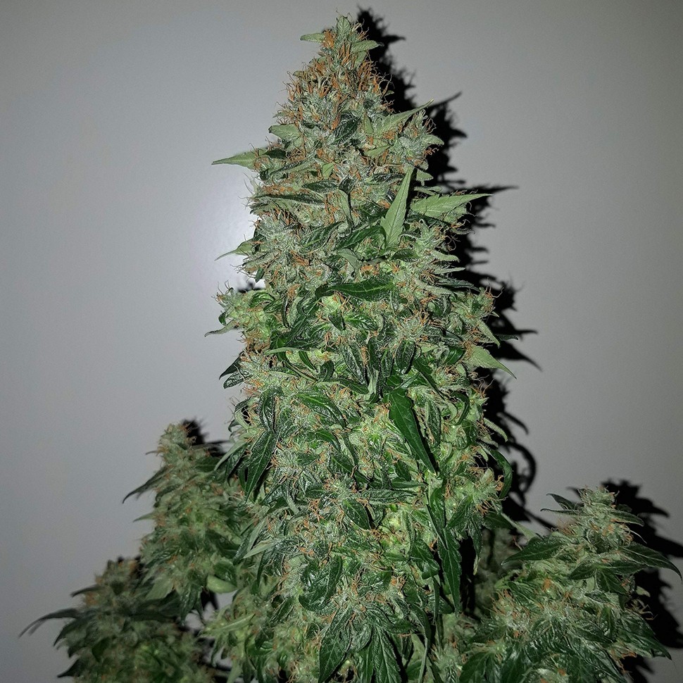 Семена каннабиса  Auto Big Angel feminised Victory Seeds