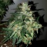 семена конопли курьером Auto Big Angel feminised Victory Seeds