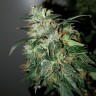 где заказать семена конопли Auto Big Angel feminised Victory Seeds