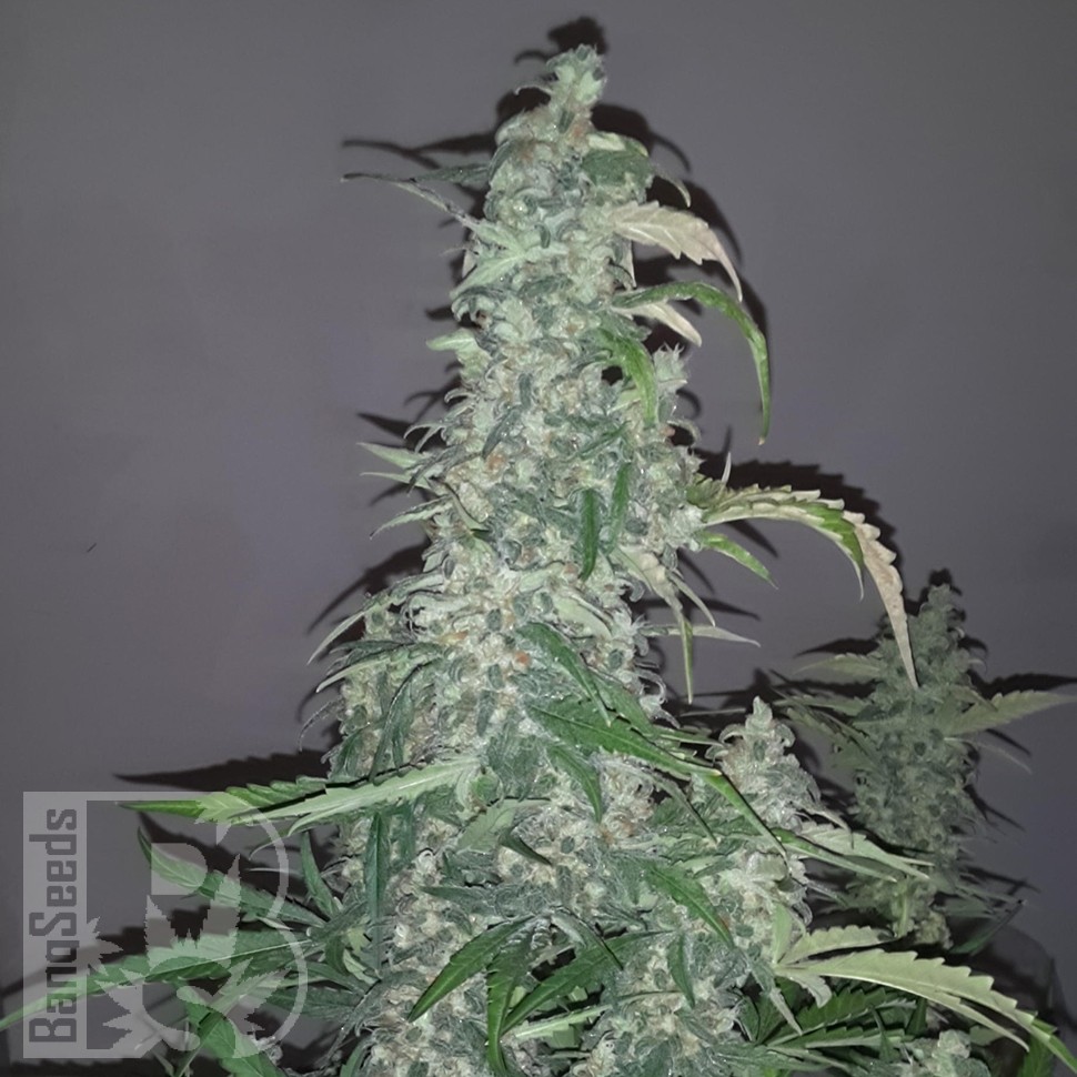 Семена каннабиса  Auto Wappa feminised Ganja Seeds