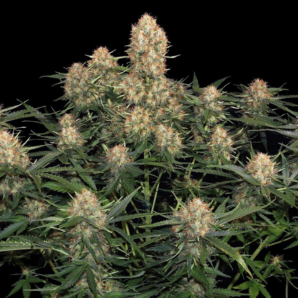 Семена ганжа  Original Skunk feminised Ganja Seeds