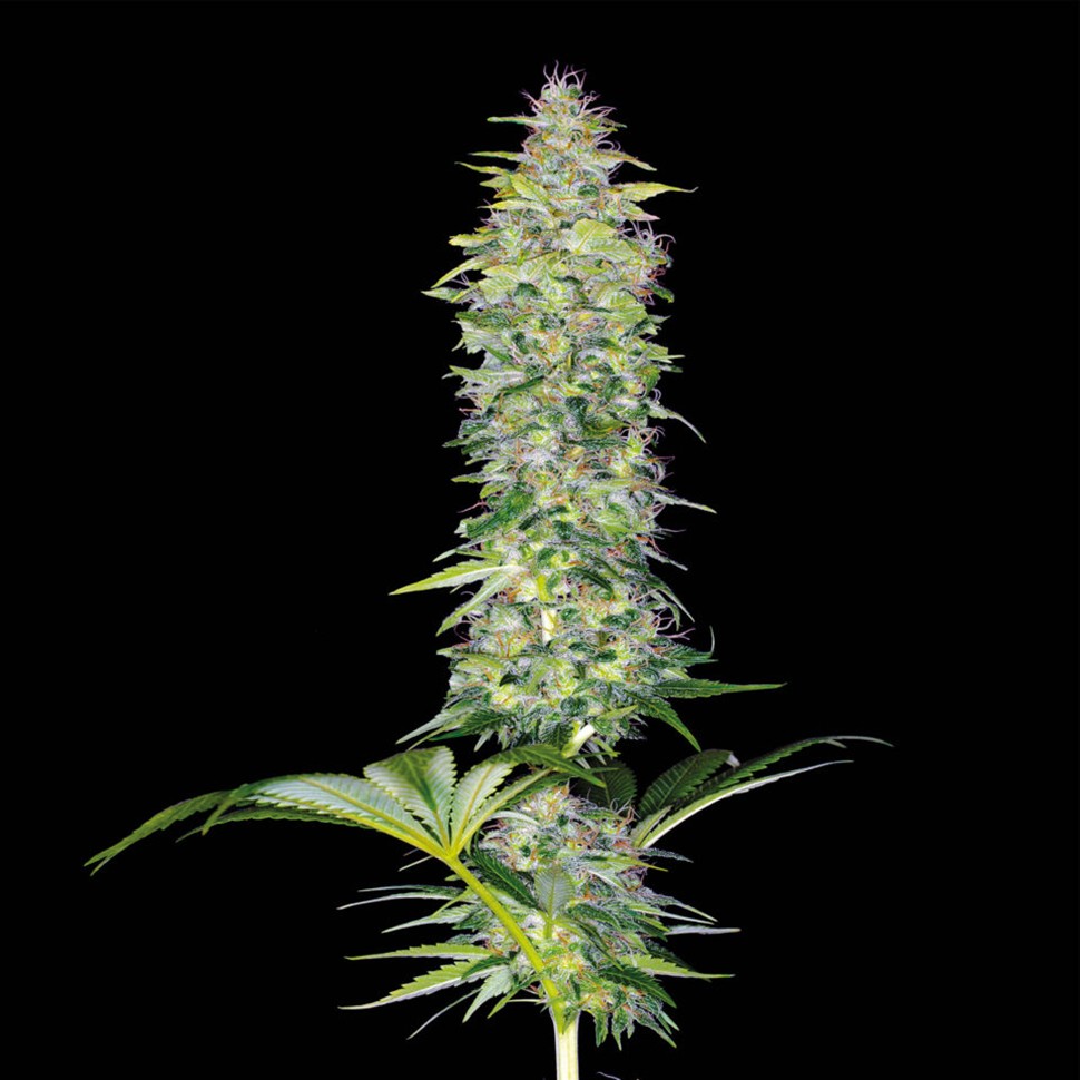 Семена ганжа  Northern Lights x White Widow feminised Ganja Seeds