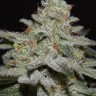 Семена ганжа  Northern Lights x White Widow feminised Ganja Seeds