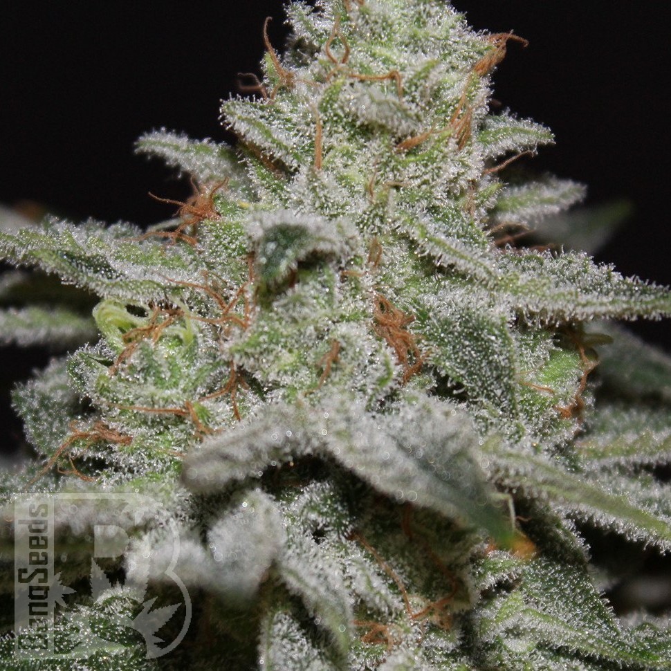 Семена ганжа  Northern Lights x White Widow feminised Ganja Seeds