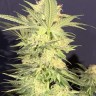 Семена ганжа  Northern Lights x White Widow feminised Ganja Seeds