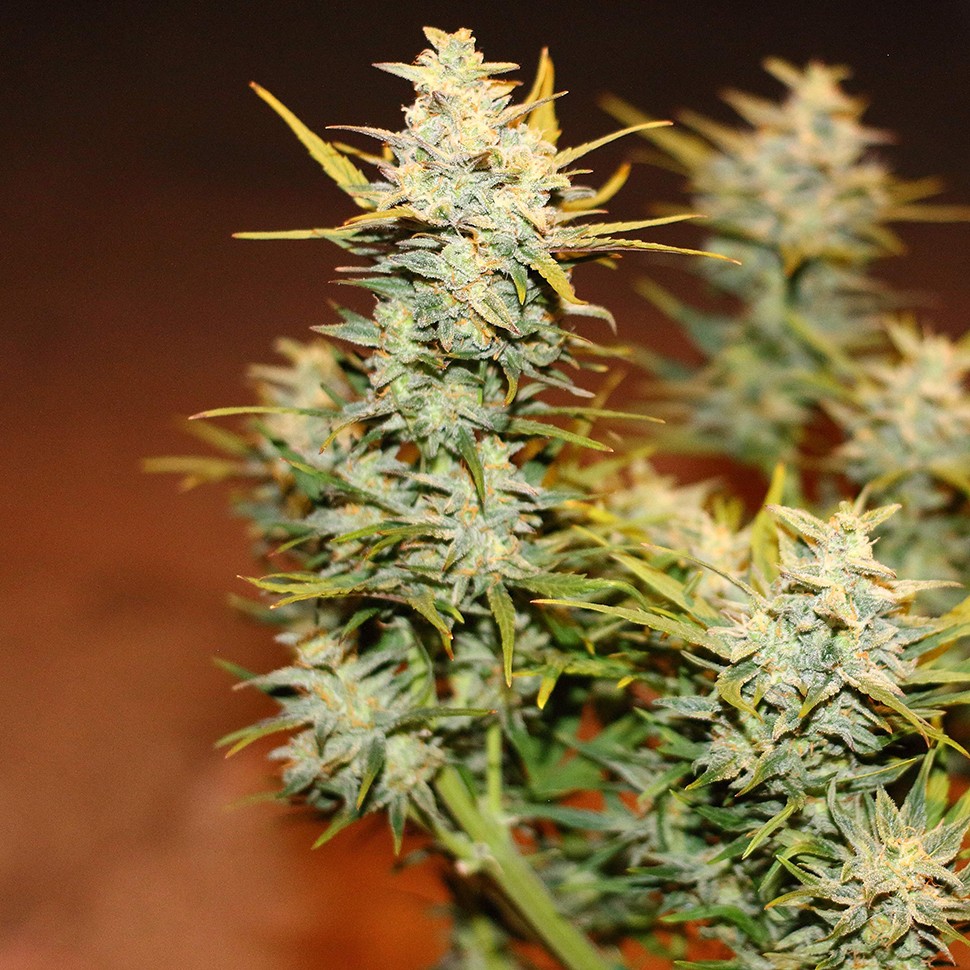 Семена конопли  Auto Dolche Cheese feminised Ganja Seeds