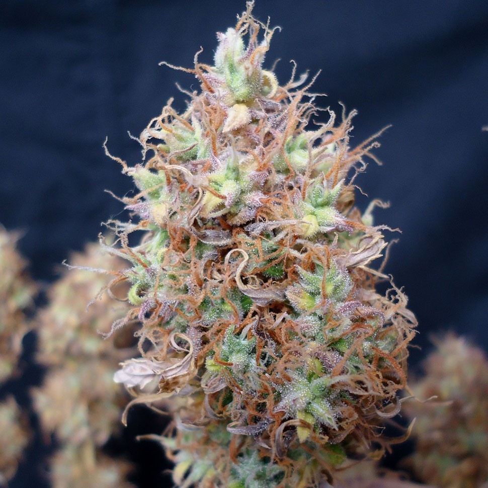 Семена ганжа  Auto Malana Bomb feminised Ganja Seeds