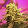 Семена марихуаны Auto California Orange feminised Ganja Seeds