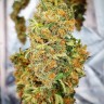 Семена конопли Auto California Orange feminised Ganja Seeds