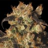 Семена конопли Auto White Berry feminised Ganja Seeds