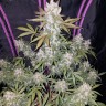 Семена марихуаны  Auto White Berry feminised Ganja Seeds