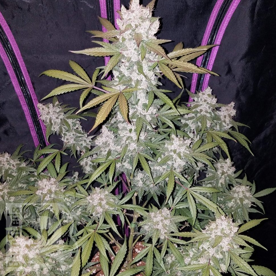 Семена марихуаны  Auto White Berry feminised Ganja Seeds