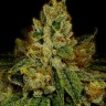 Семена марихуаны  Auto White Berry feminised Ganja Seeds