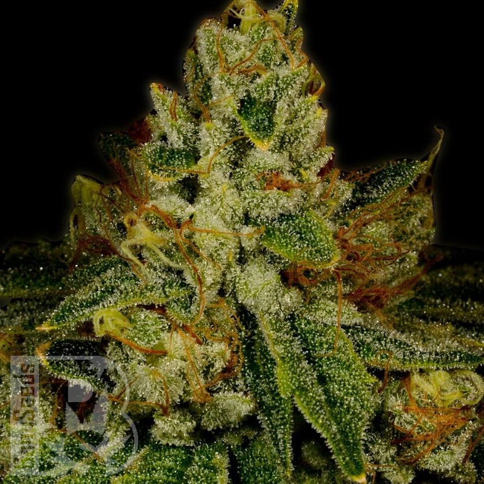 Семена марихуаны  Auto White Berry feminised Ganja Seeds