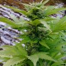 Семена ганжа  Russian Rocket Fuel feminised Ganja Seeds