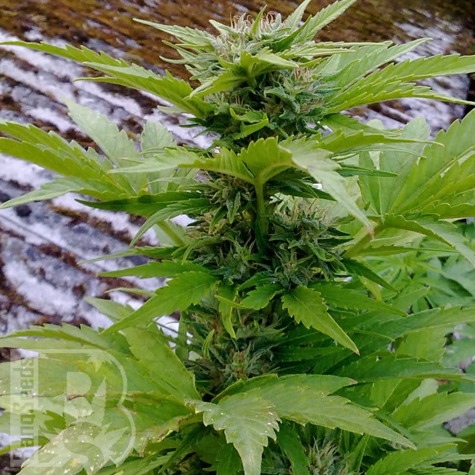 Семена ганжа  Russian Rocket Fuel feminised Ganja Seeds